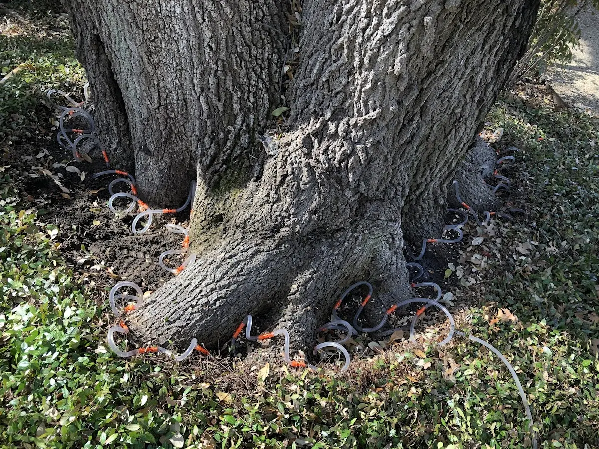 Detailed Tree Cabling and Bracing job site in Valders
