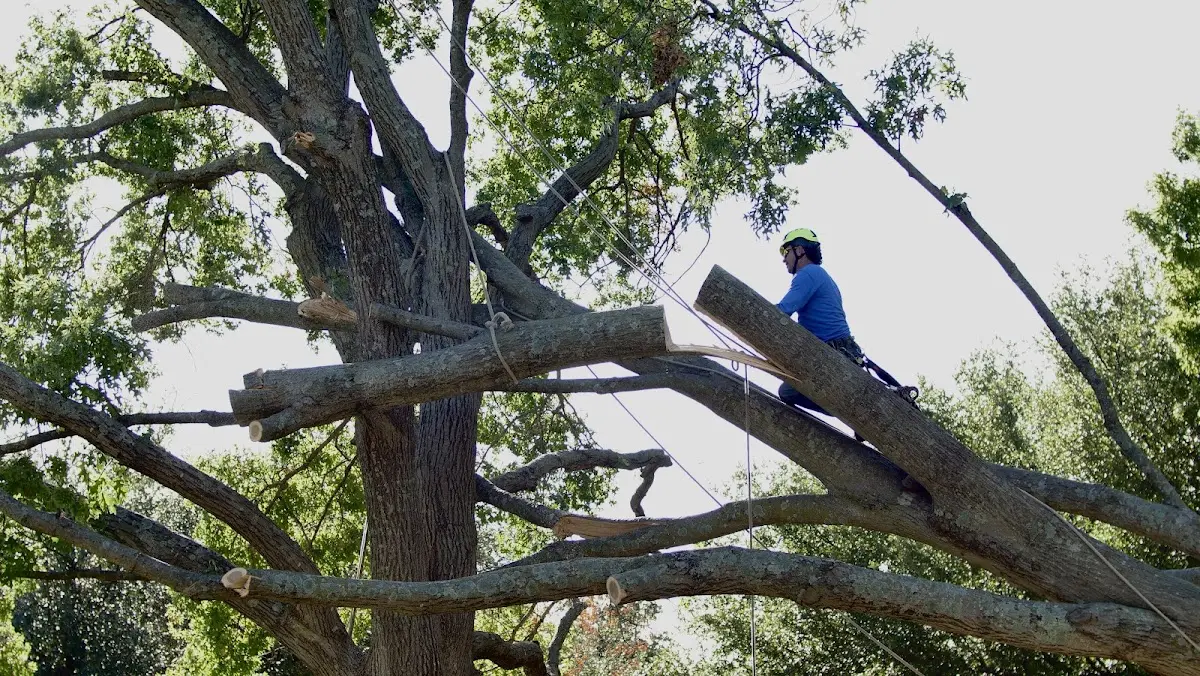 Professional Crown Thinning performed by certified arborists in Valders
