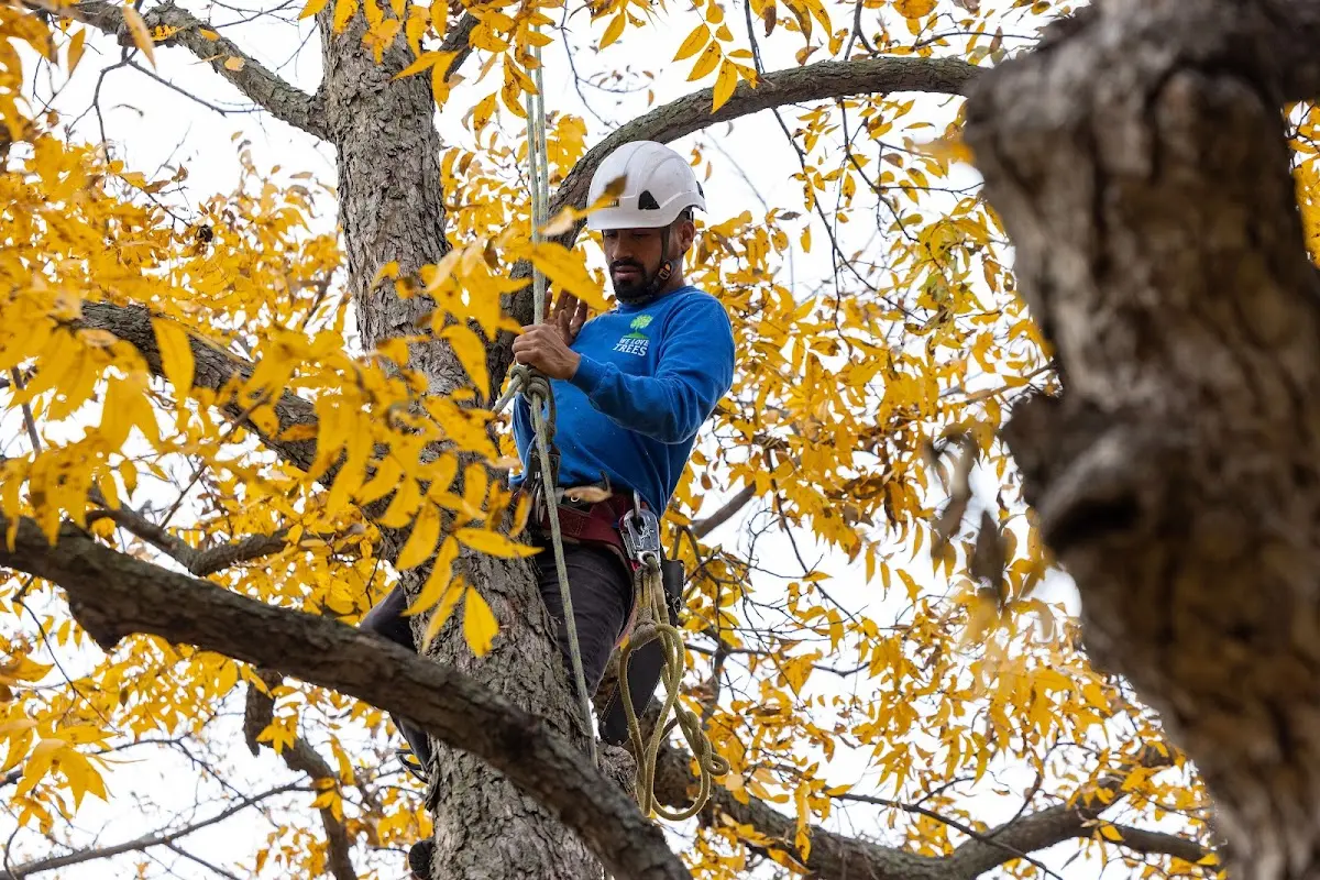 Skilled Tree Pruning crew working in Valders